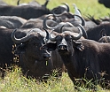 Cape Buffalo_HBB1907